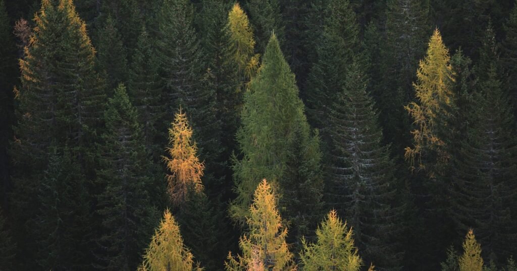 Express Entry Canadá